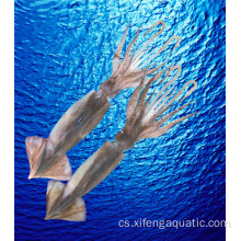 Vysoce kvalitní celá zmrazená chobotnice Illex z mořských plodů